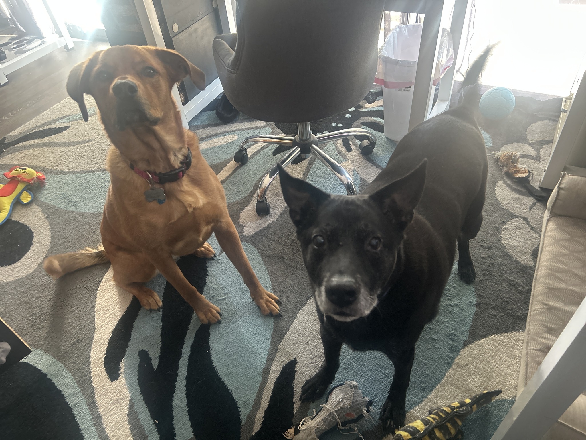 macy and max dogs image